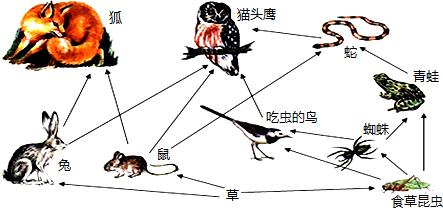 生態(tài)系統(tǒng)的能量流動——食物網(wǎng)結構理論