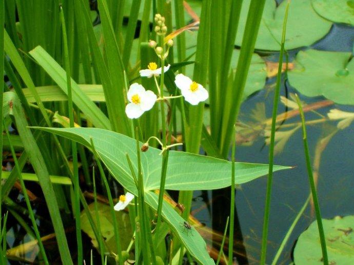 生態(tài)系統(tǒng)的能量流動——能量動力學分析