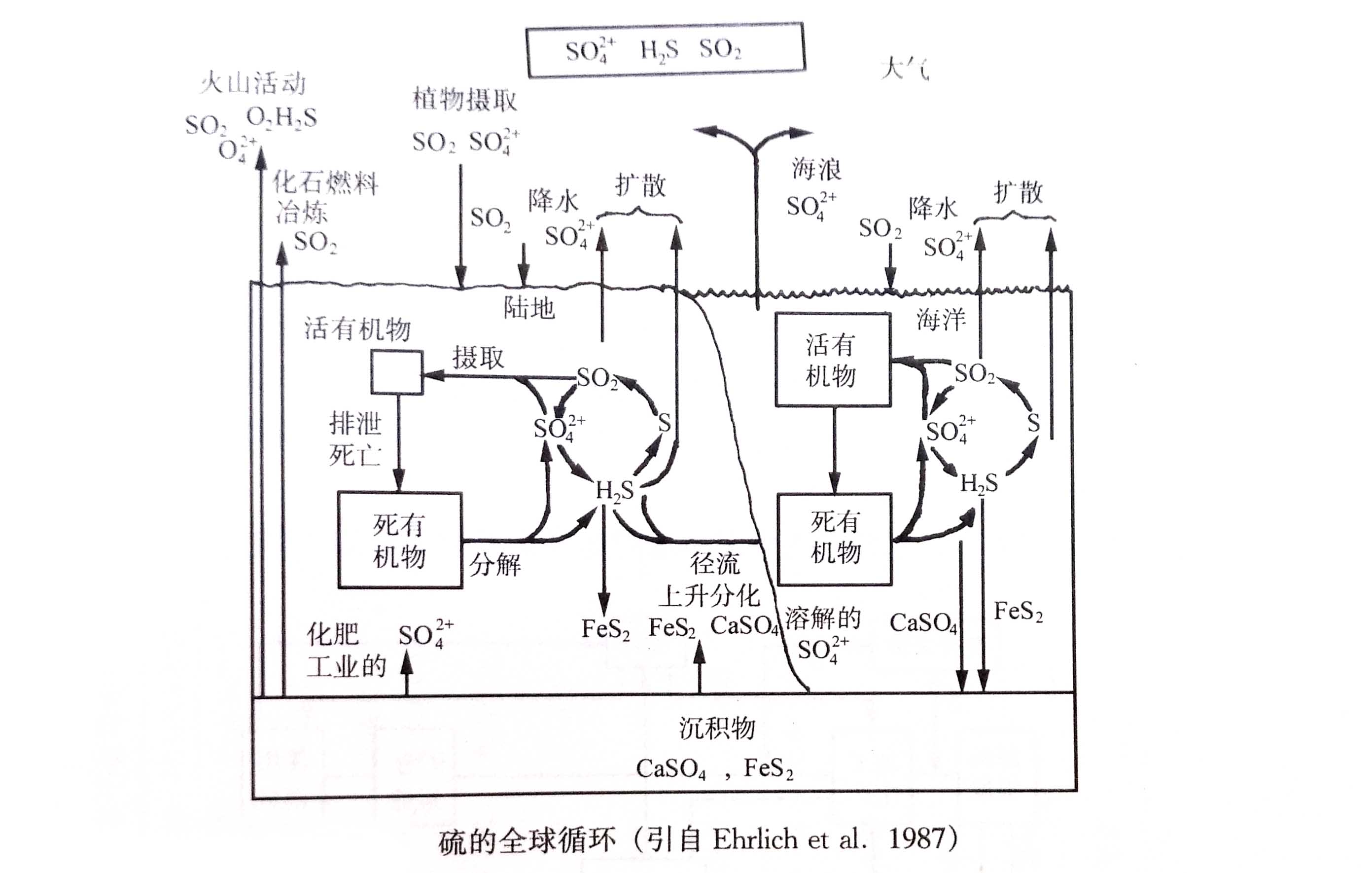 硫循??.jpg