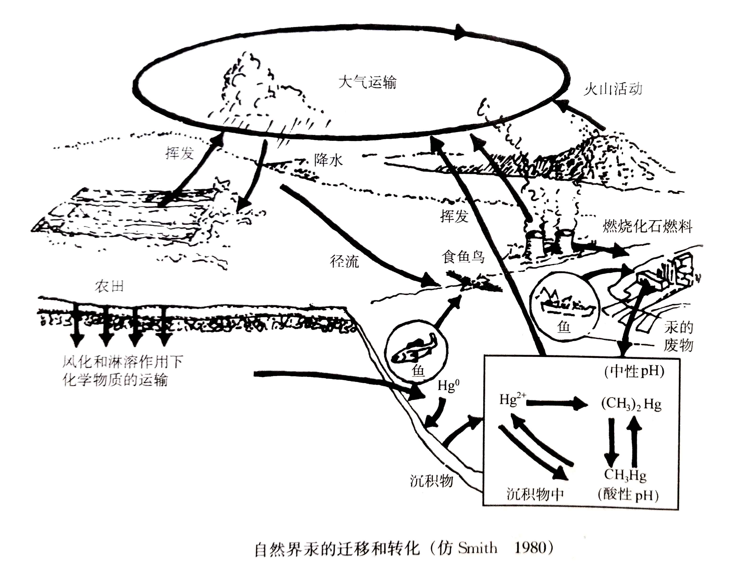 生態(tài)系統(tǒng)的物質循環(huán)——有毒物質的遷移和轉化