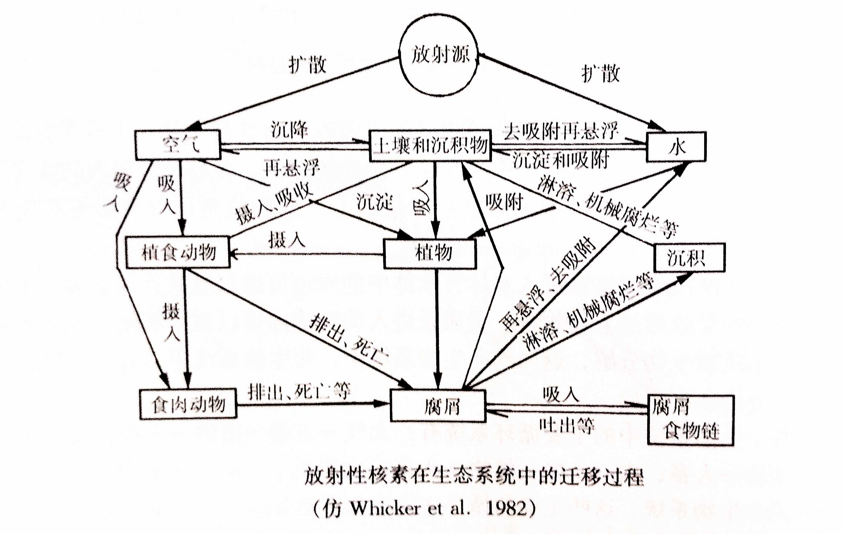 生態(tài)系統(tǒng)的物質循環(huán)——放射性核素循環(huán)